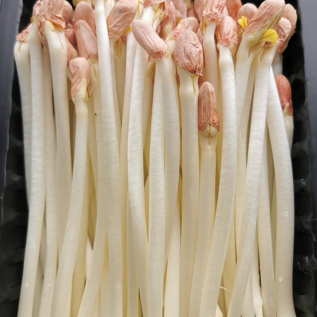 王校长芽苗菜002
