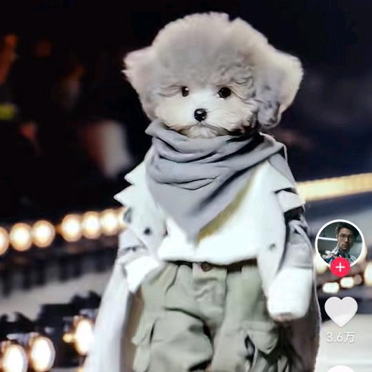 宠“窝”甄选（张先生）