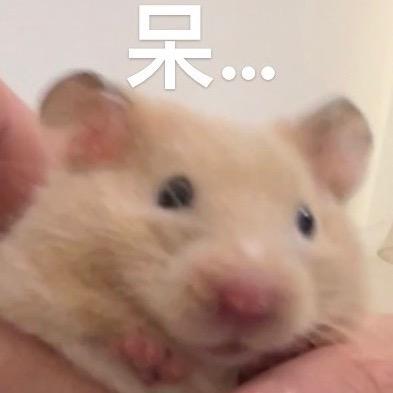 小花生爱吃花生🥜