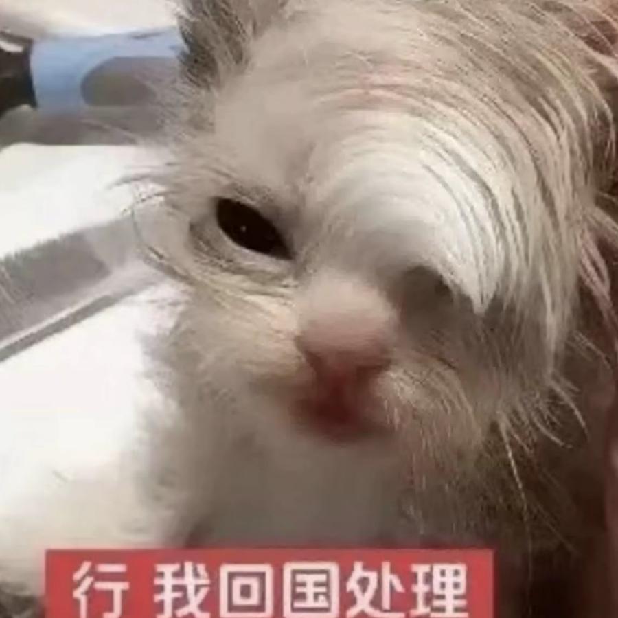 愚蠢猪