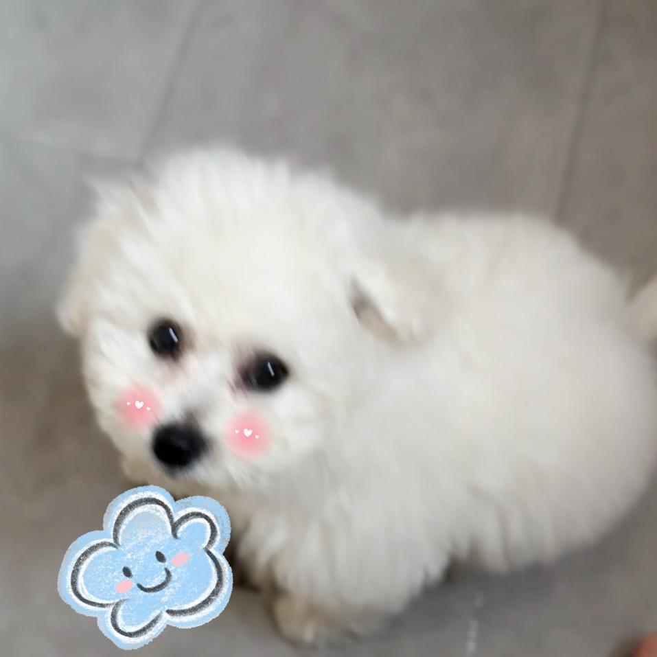 刘花卷🐶
