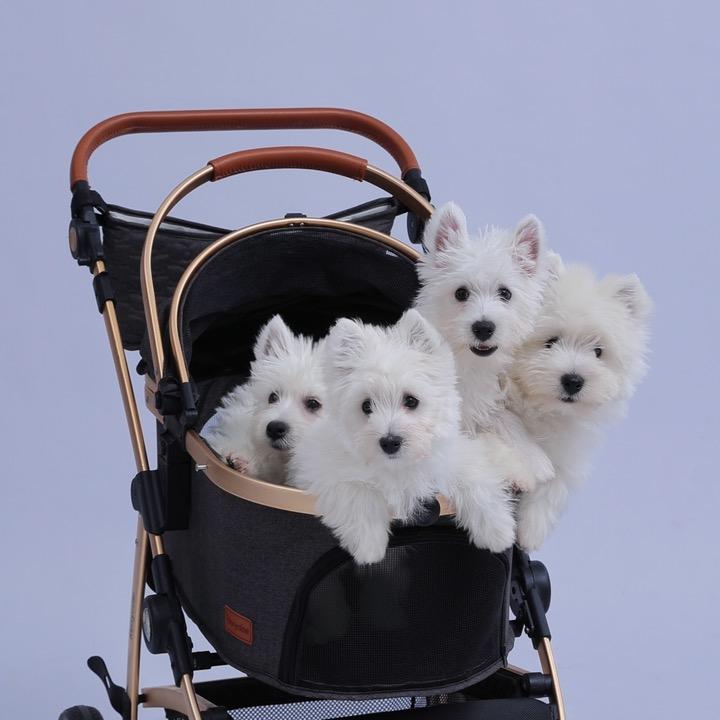 福来宠物工作室