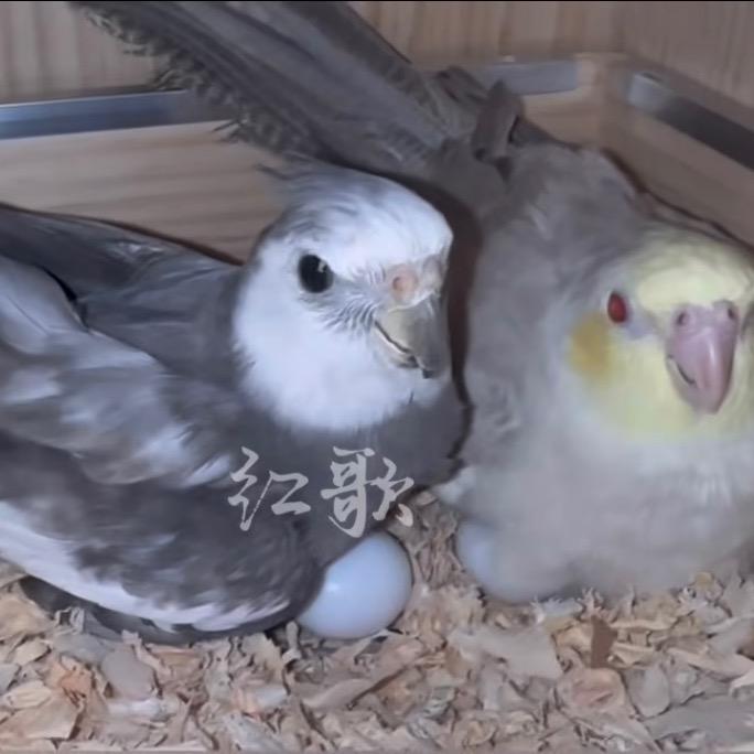 红歌-流星牌产品总代