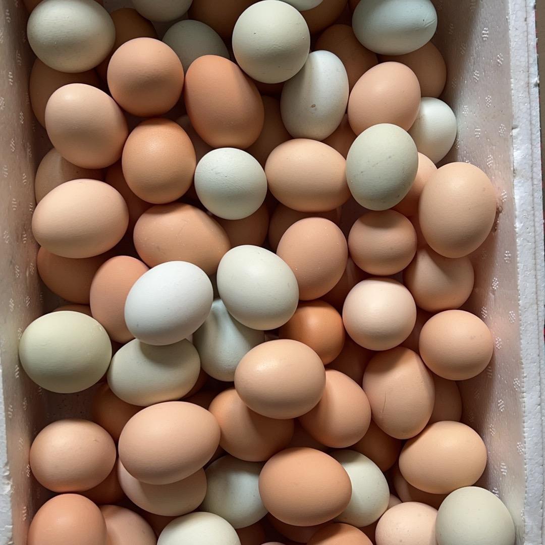 鸡蛋小可家的农场1