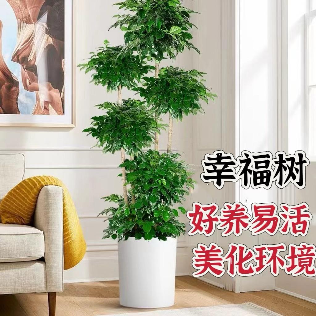 欧耶绿植基地
