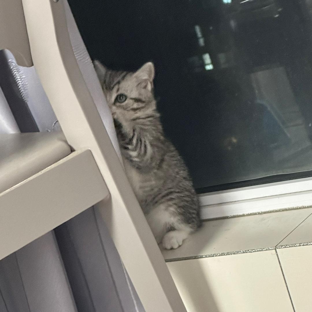 他叫星猫