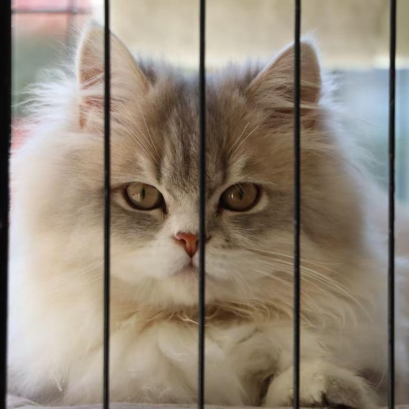 友猫友狗宠物店官方号