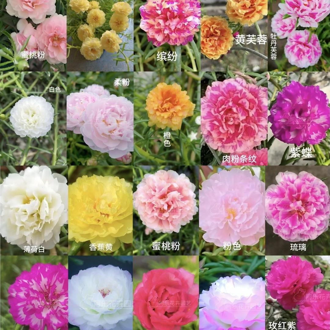 奇创花卉