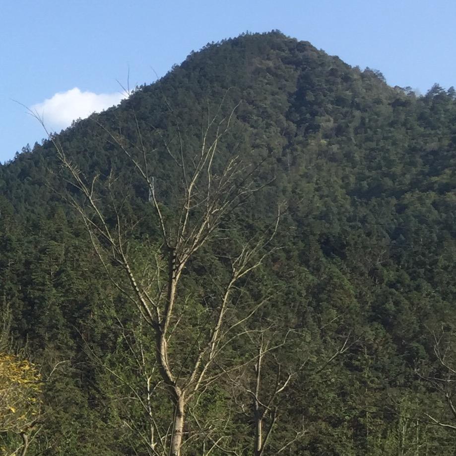 仙人掌🌵