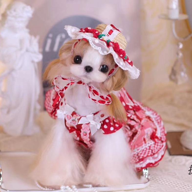 宠宠家🌸西施犬，马尔济斯，比熊
