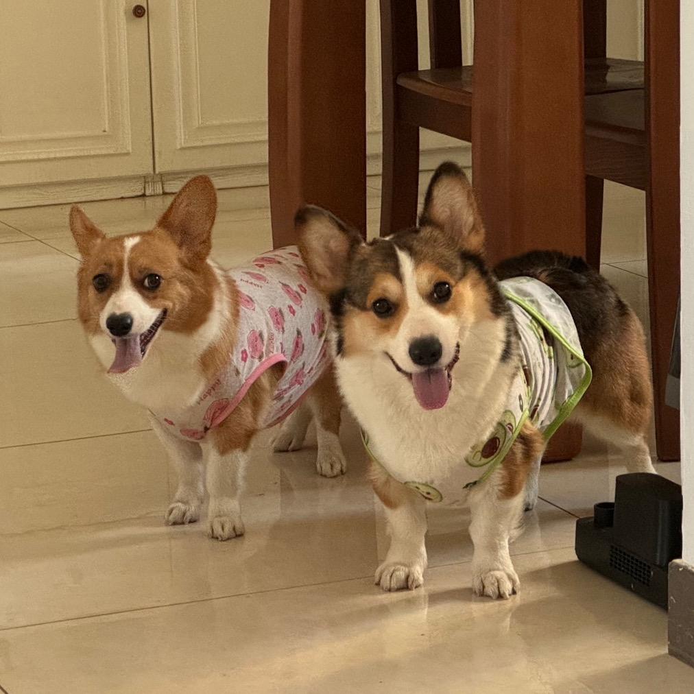 叮当小五是柯基吖