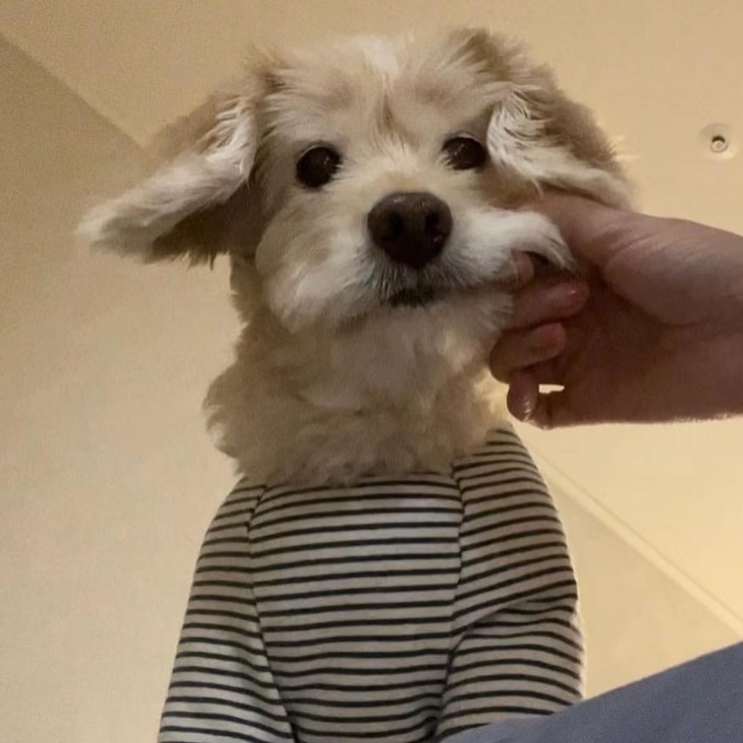 TAO狗儿
