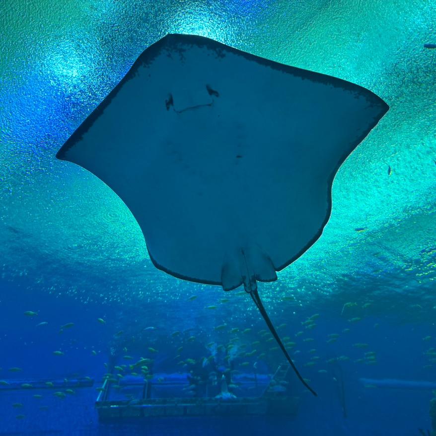 鳄鱼🐊看球🏀