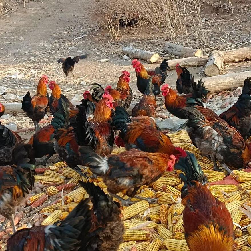 红帽子久久溜达鸡