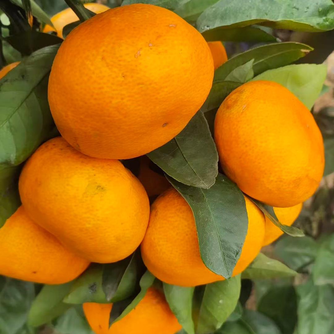 周家涌泉高山蜜橘