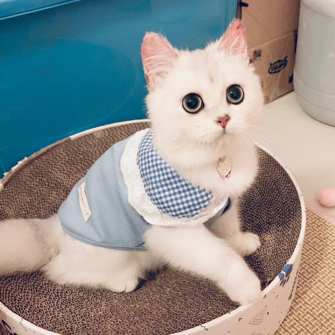 爱睡觉的波比呀