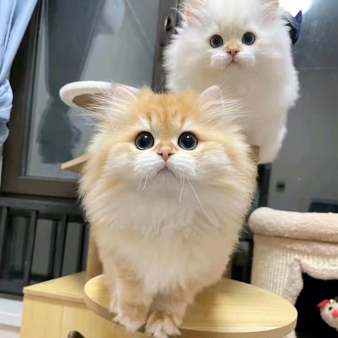 我爱猫的世界