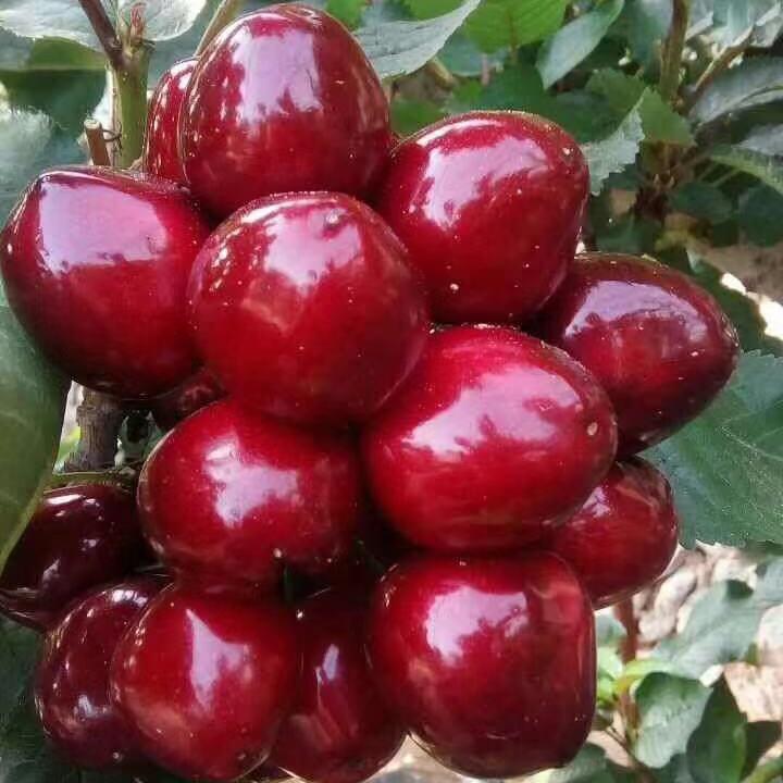 山东佳忆苗木农业有限公司