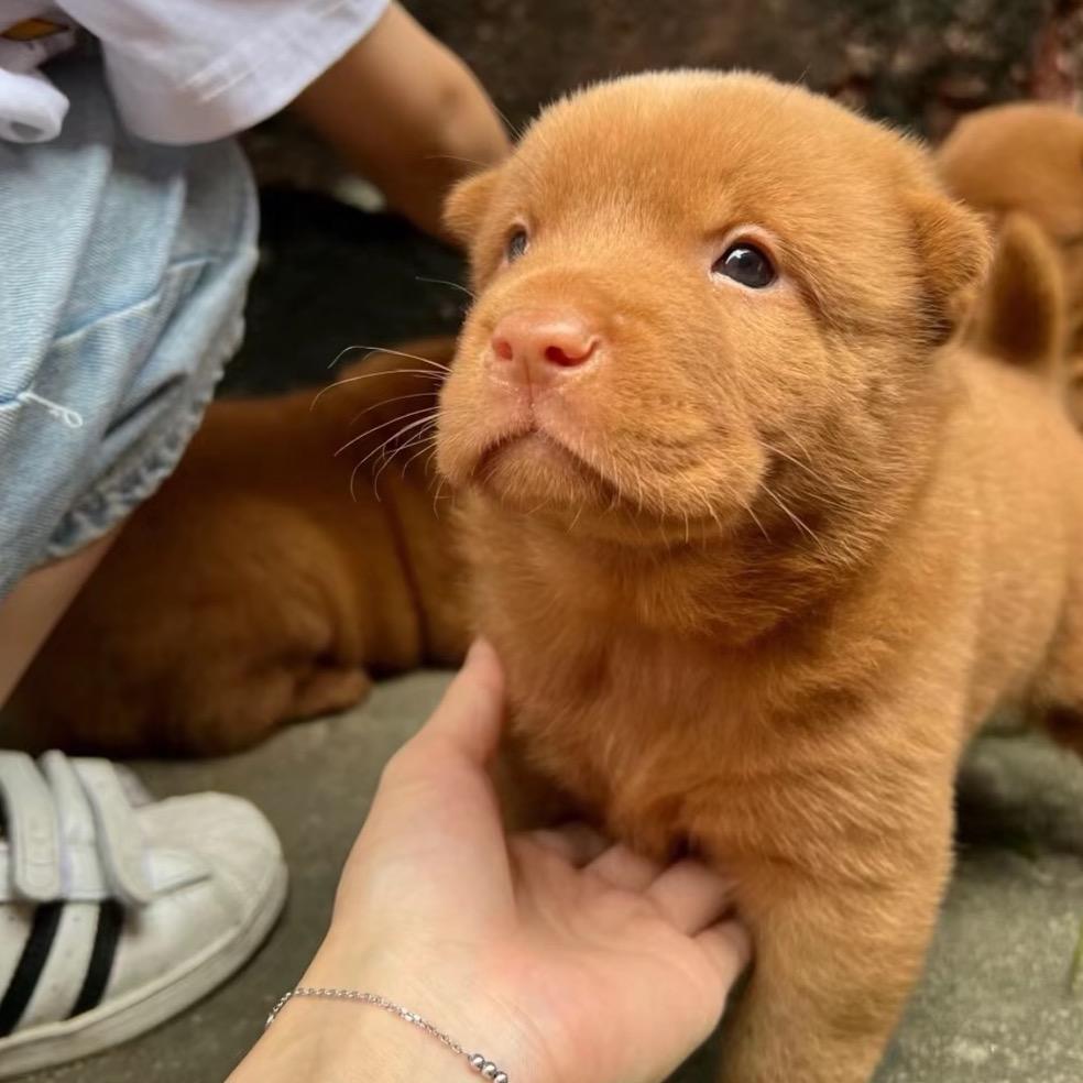菠萝淘犬