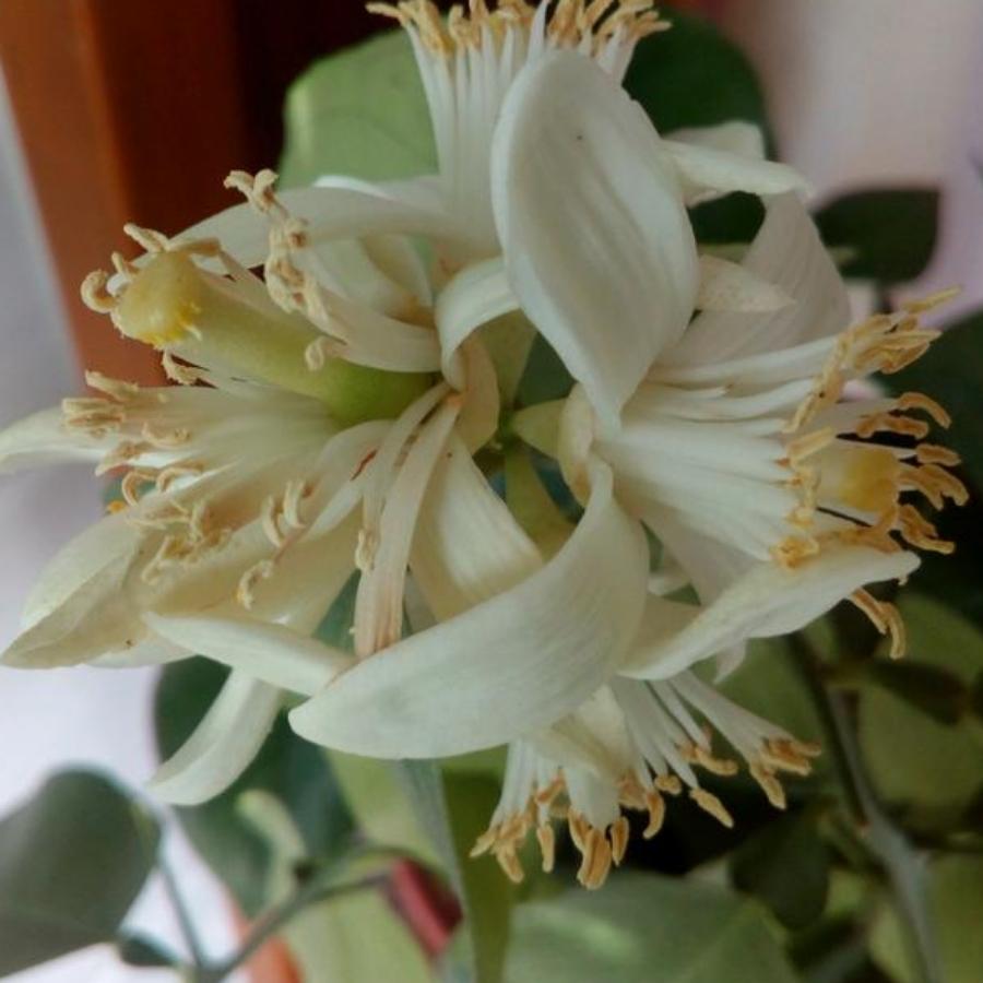 糖果果头像