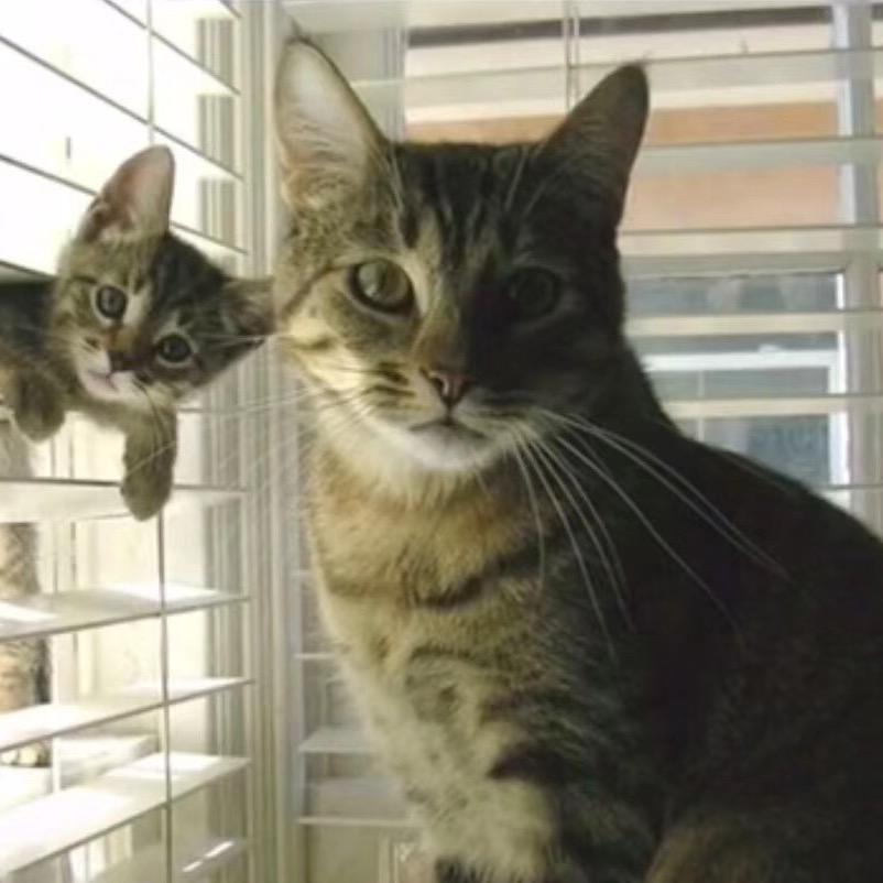 虎皮猫