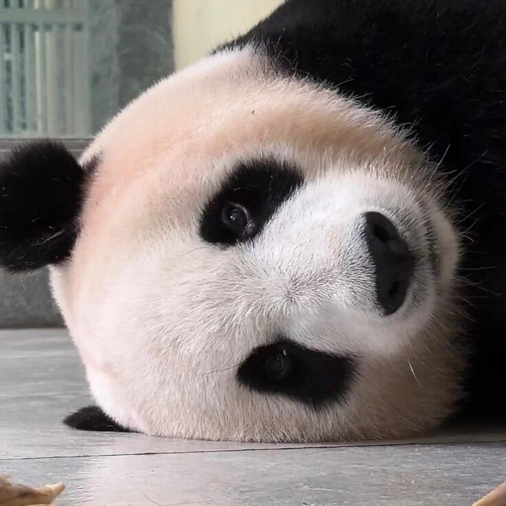 稷下学宫熊猫子