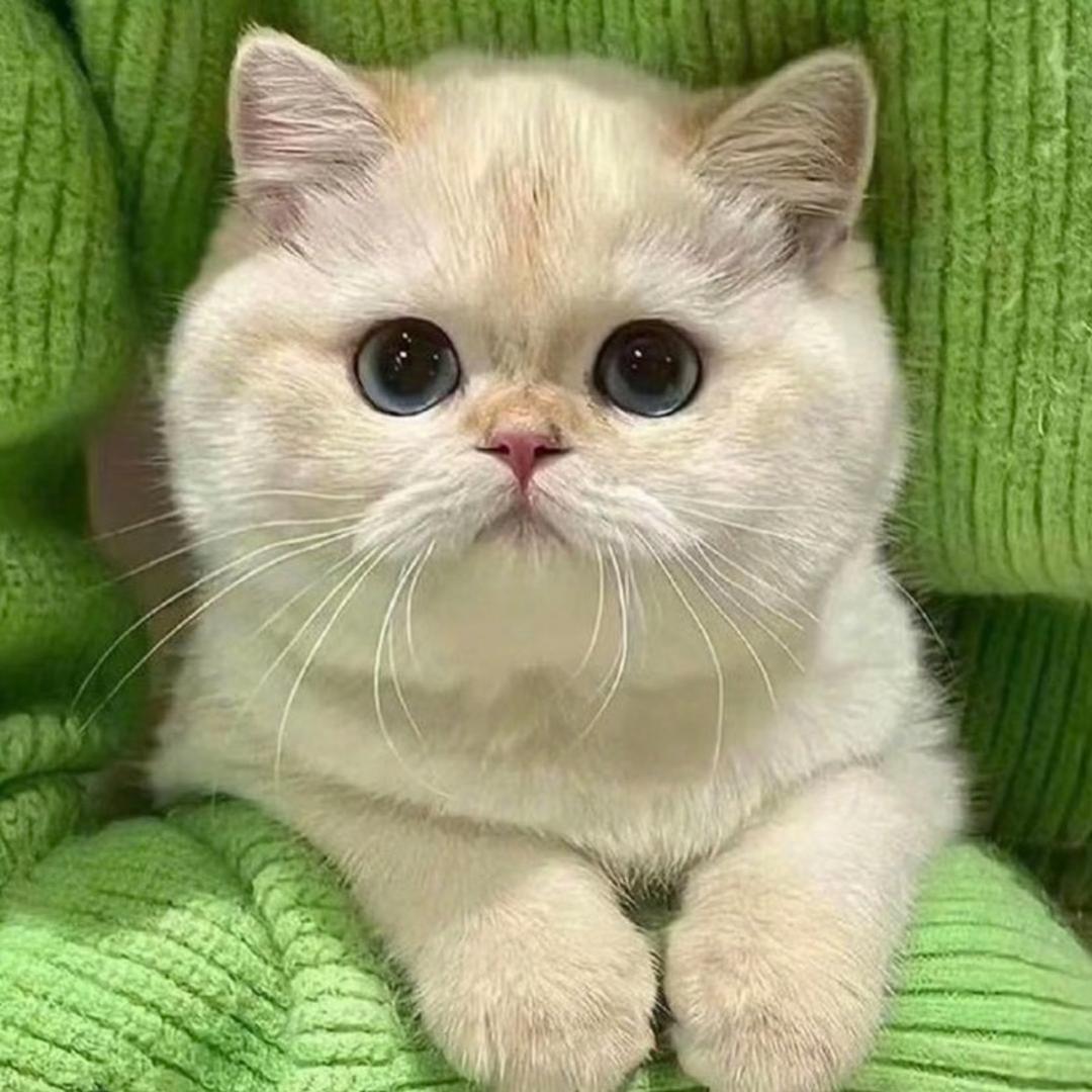 此乃猫猫王国.