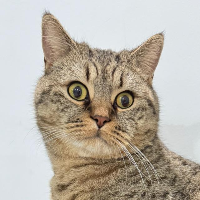 行走的蒲公英🐈🐈