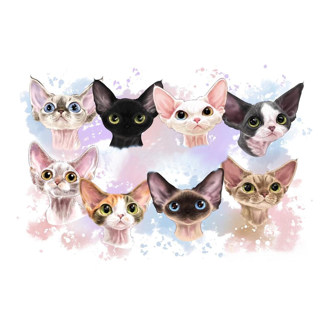 兜兜家的德文卷毛猫