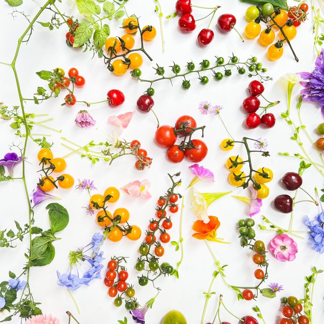 种子猎人种子库