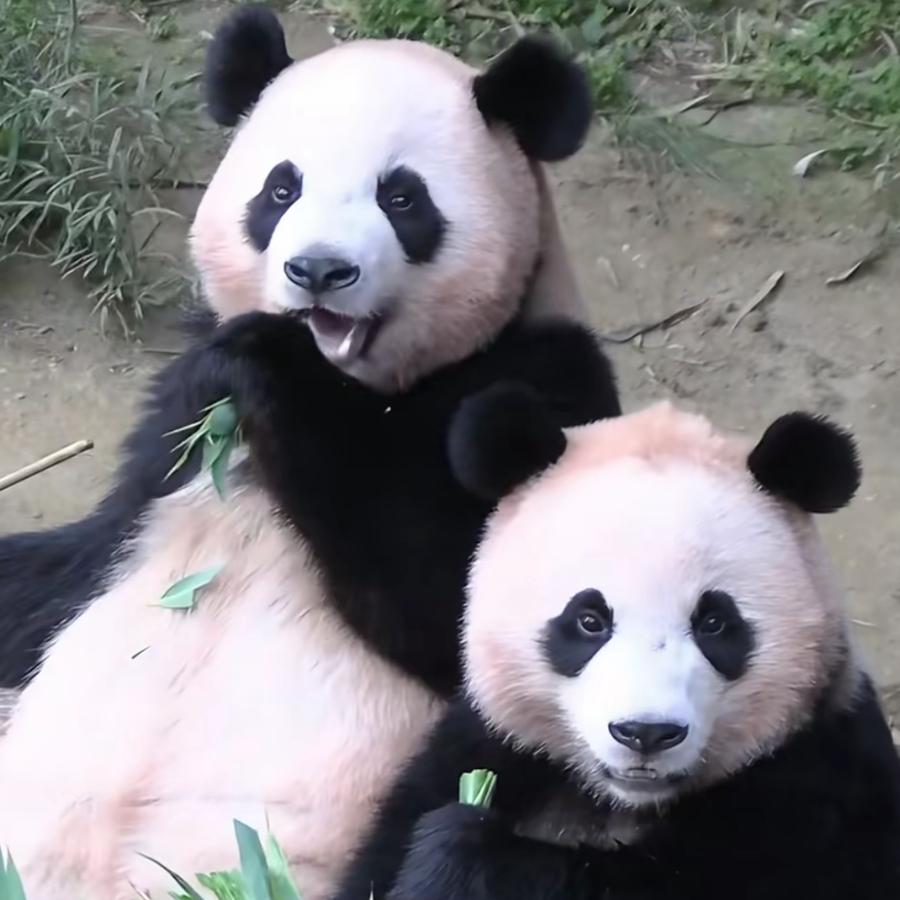 卓别林的剧本