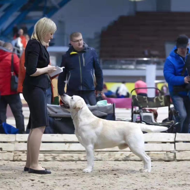超越犬舍直播号