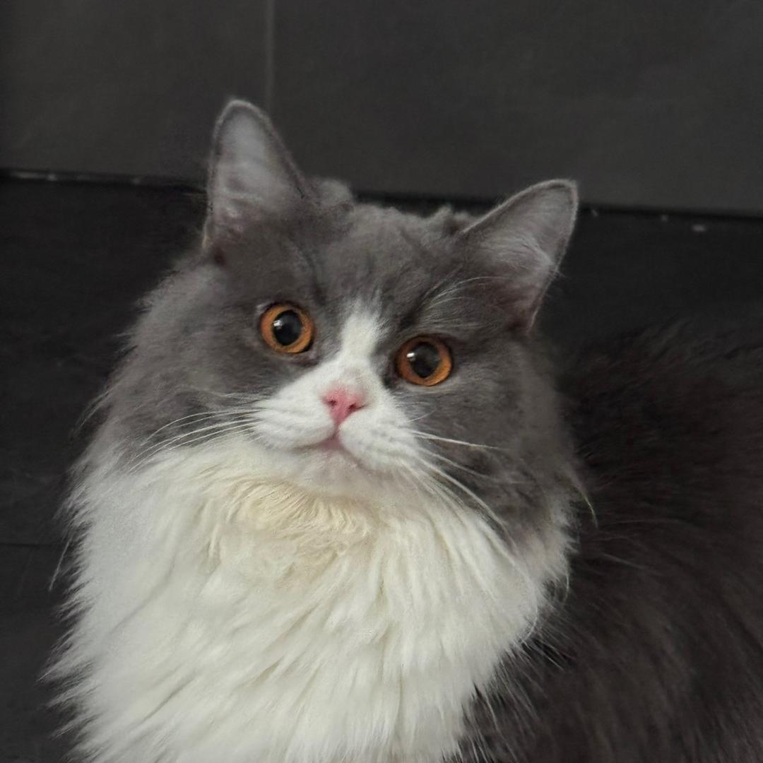 金铲铲/云顶在玩小敏