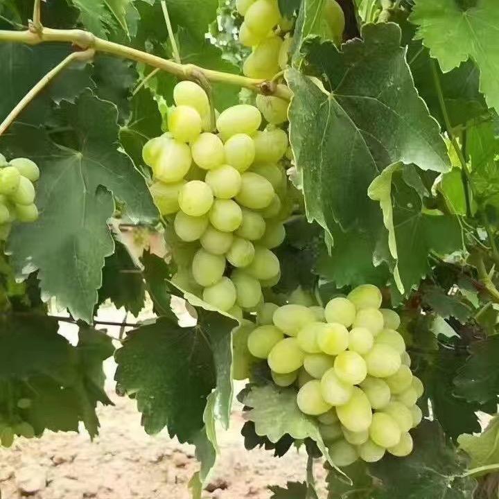 小柴果蔬代办大全