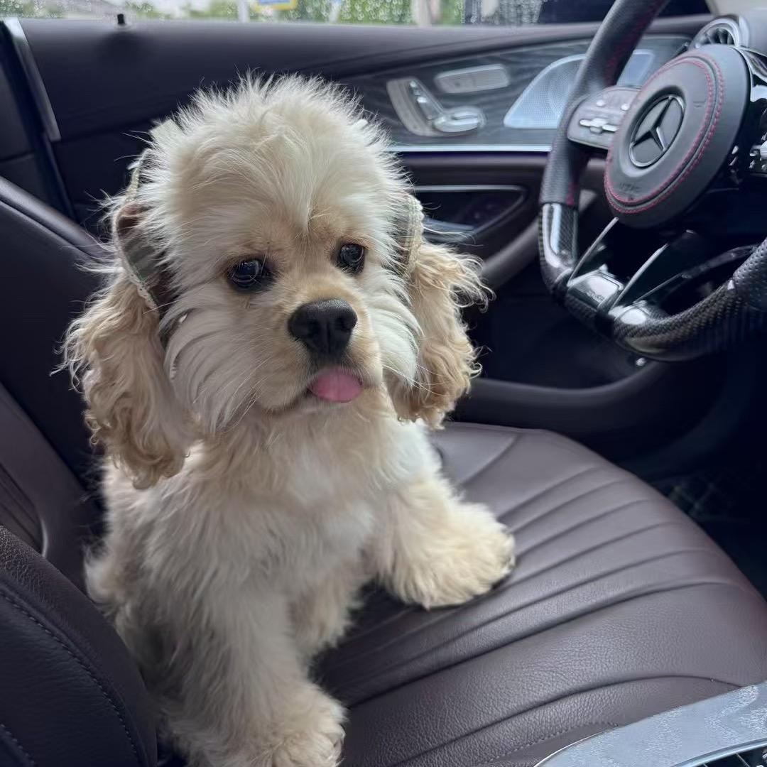 小岩家🏠可卡布🐶美卡