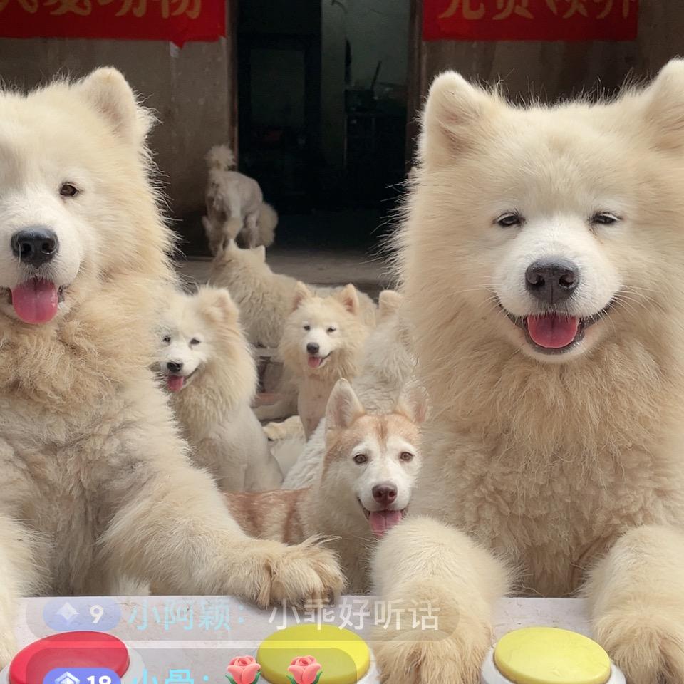 星哥和他的毛孩子们