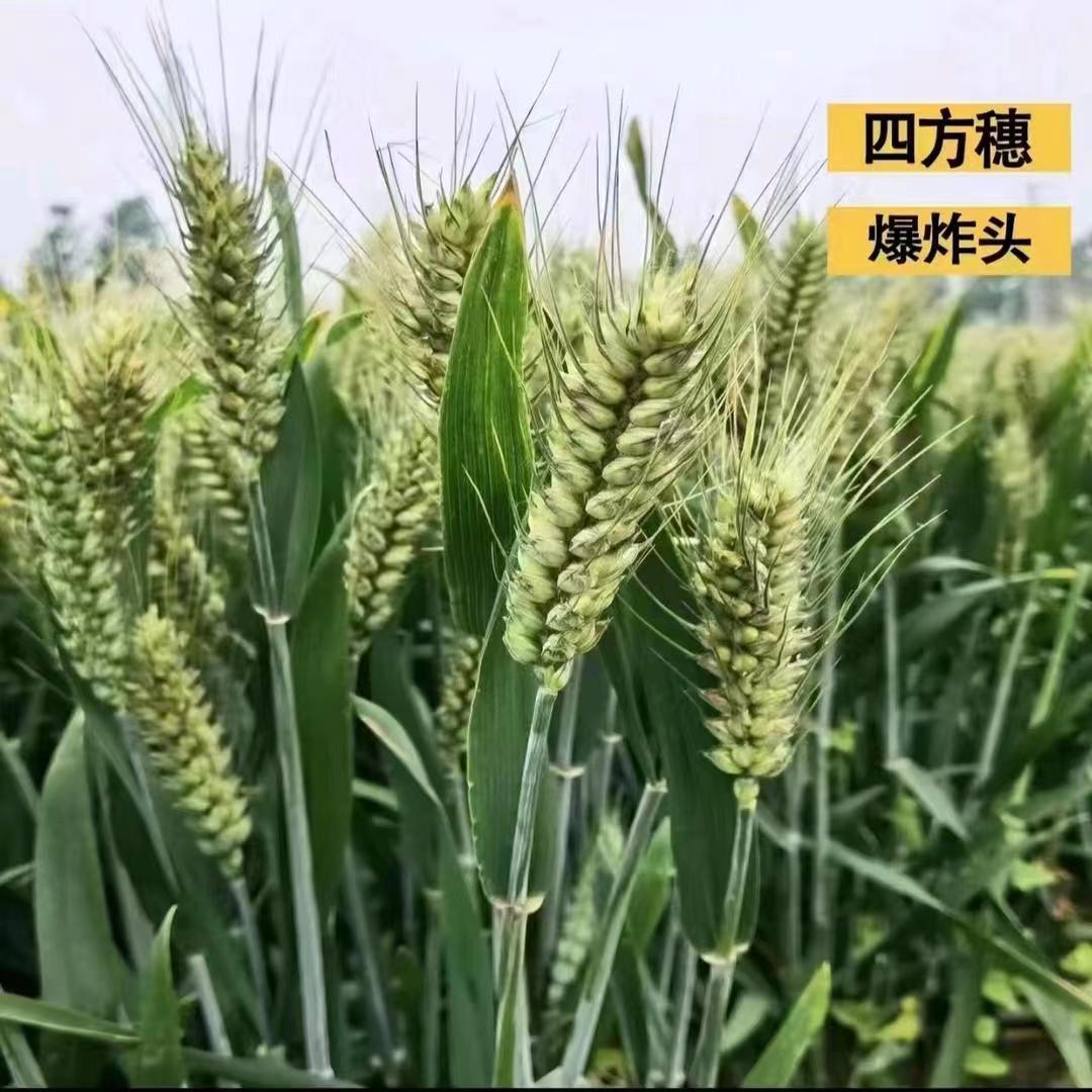 万兴种业 农三甲