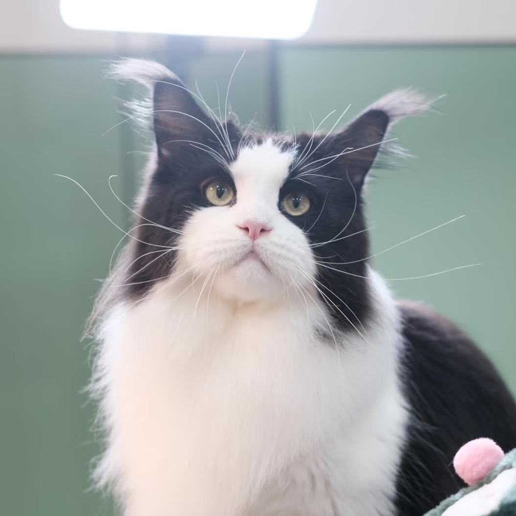 唯宠荟小航老师