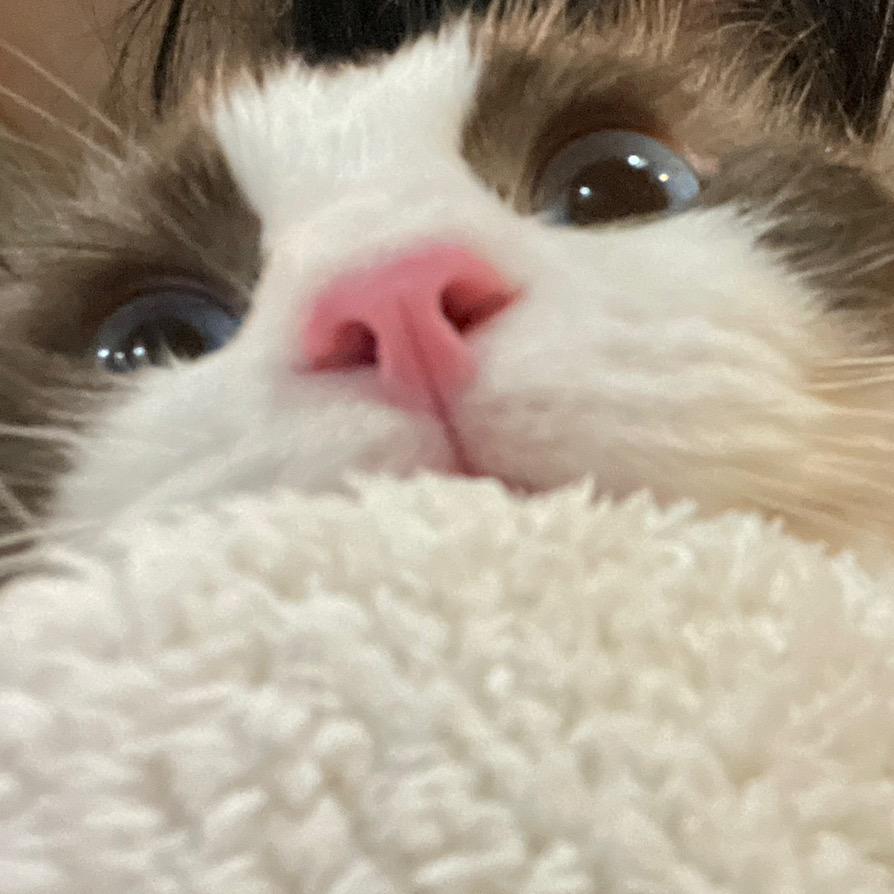 大肚小猫