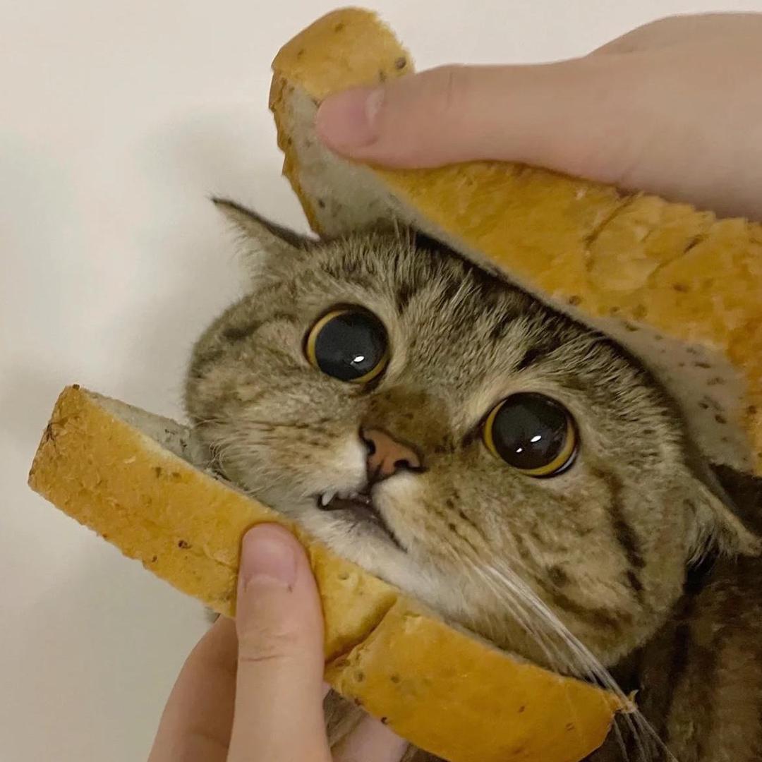 拉不拉卡乌啦啦