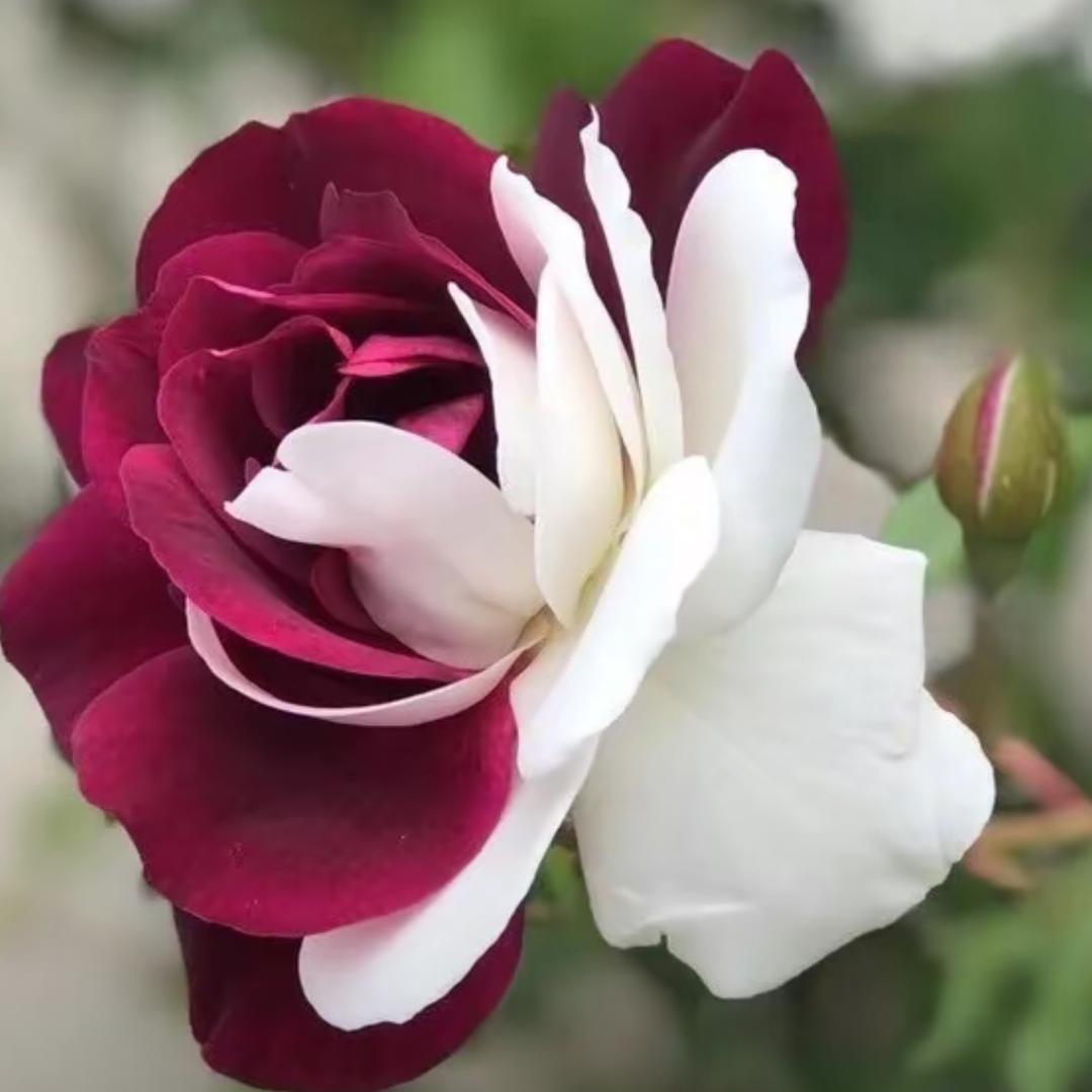 熊彪月季种植繁育基地