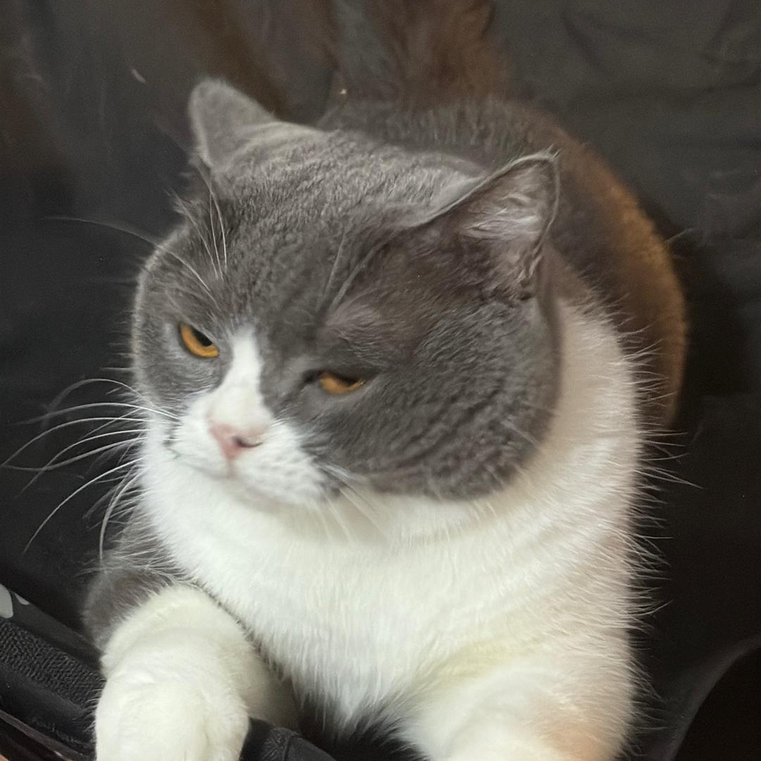 韦小皮（直播版）