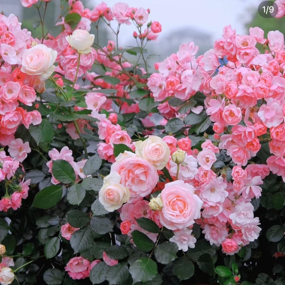 啊金说花