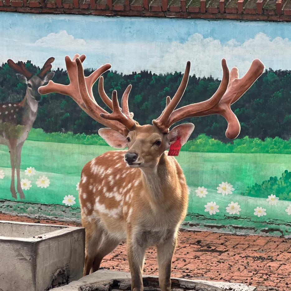 茸颜堂梅花鹿心丸