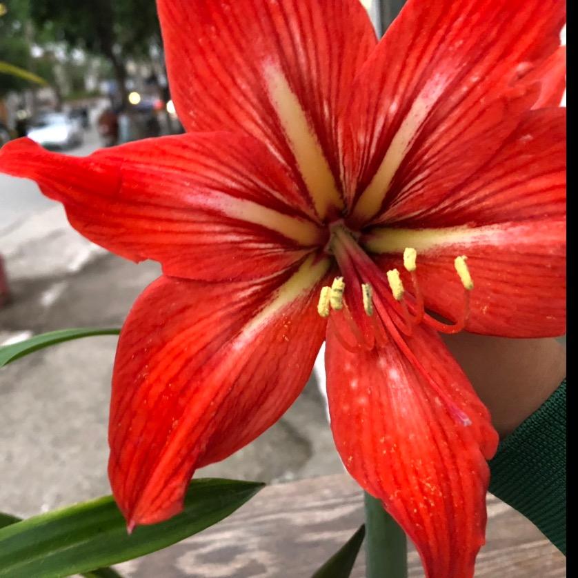 并蒂莲