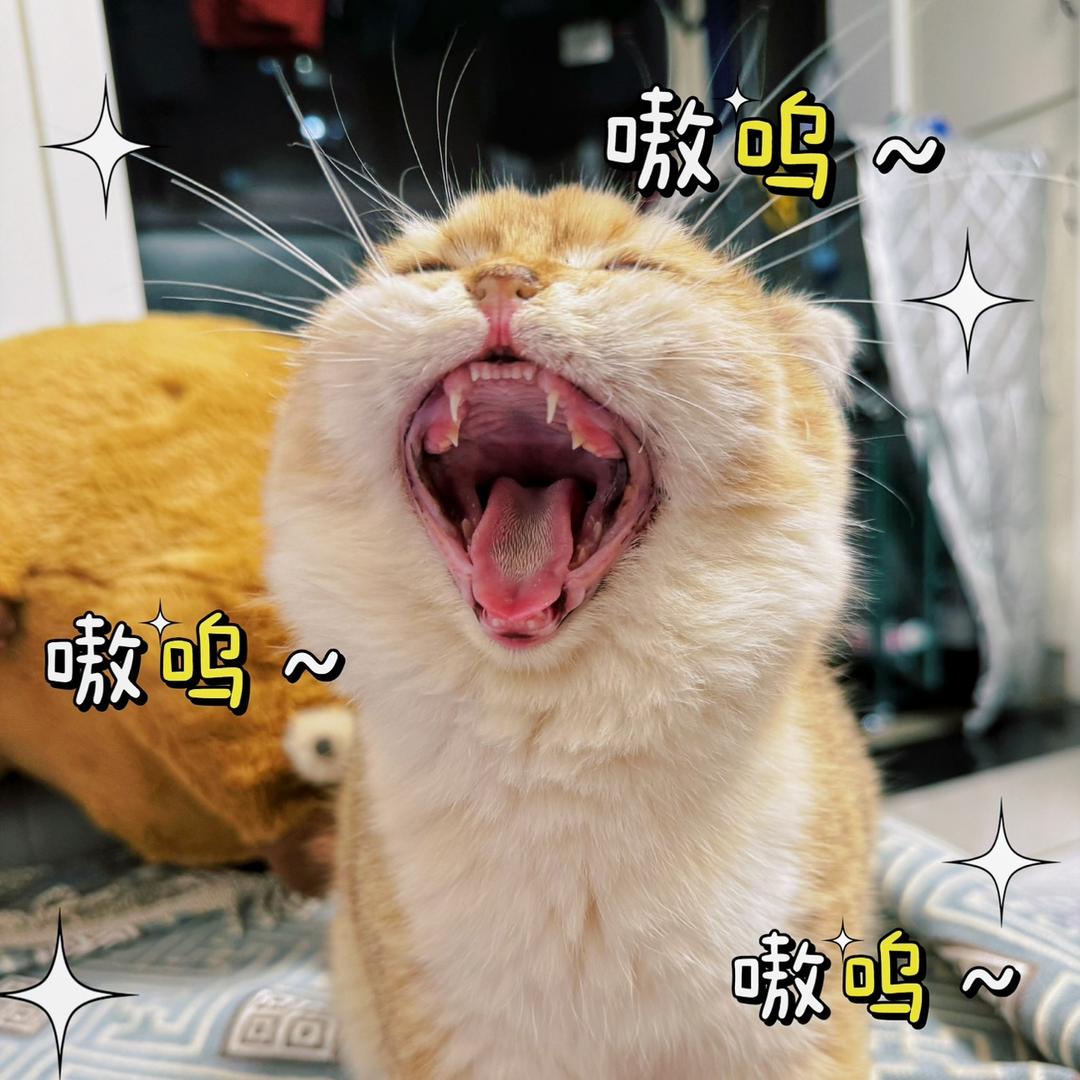 蛋🥚总是金刚蛋蛋🐯