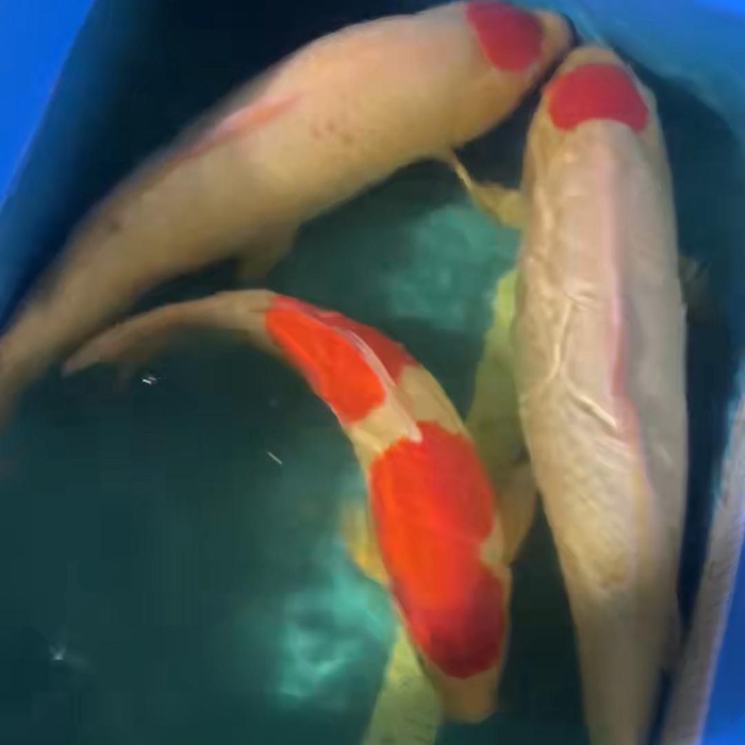 蓬蓬游记