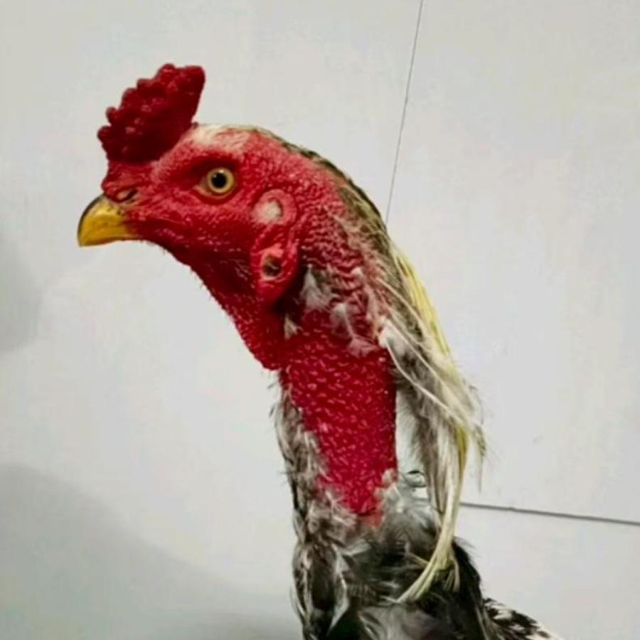 天地龙鳞