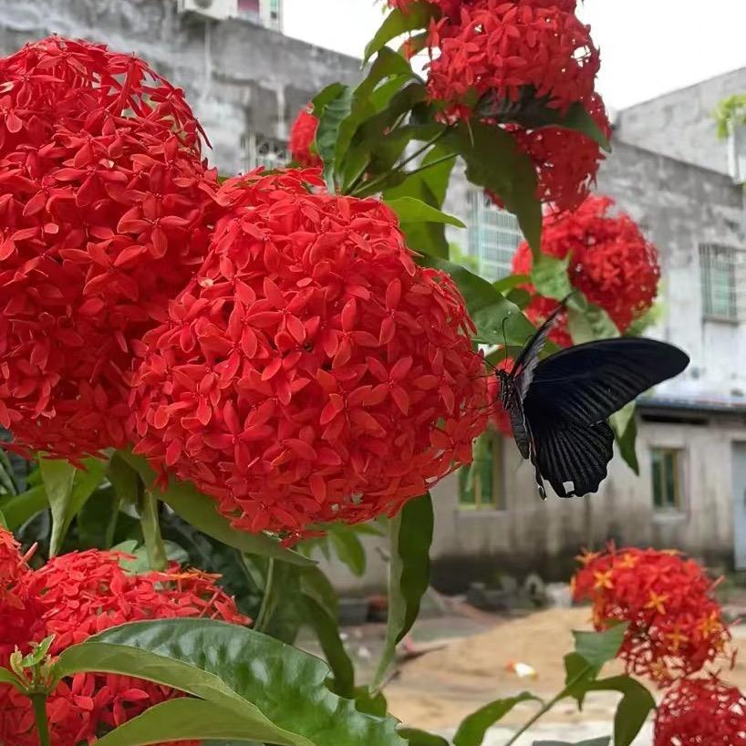 广州龙船花基地顺铭花场