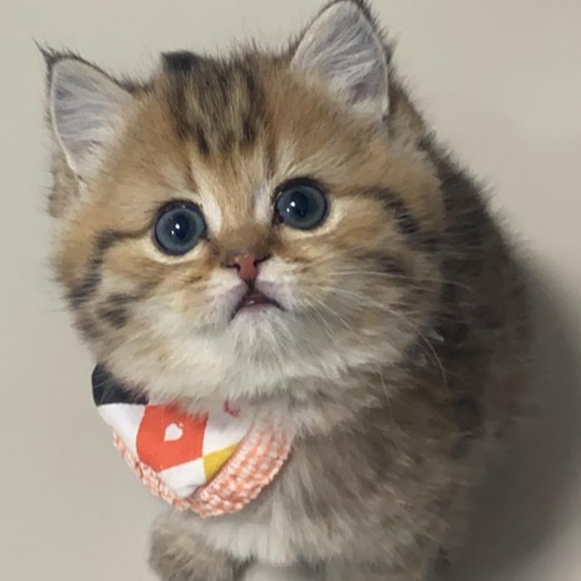申小豹Z壮壮